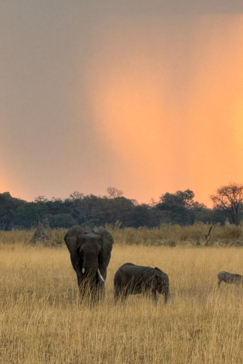 An orange sunset glows behind elephants and a warthog.  An orange sunset glows behind elephants and a warthog.
