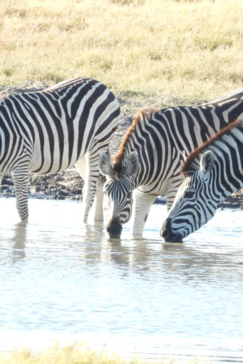 Machaba Kiri Camp Wildlife Sightings June 2026 Zebra