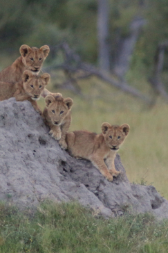 Machaba Botswana Okavango Delta Gomoti Plains Lion Cubs Sightings April 2018