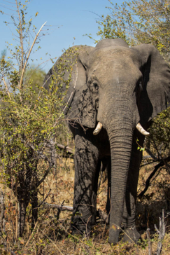 Botswana Okavango Delta Gomoti Camp Sightings May 2021 Elephant
