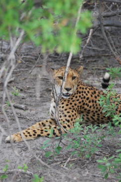 Machaba Safaris Gomot Plains Wildlife Sightings Dec 2024 Cheetah In Bush