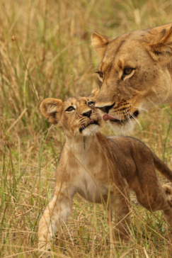A young cub walks with its mother in the Okavango Delta