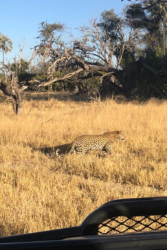 Machaba Botswana Okavango Delta Gomoti Plains Sighting June 2020 Leopard Machaba Botswana Okavango Delta Gomoti Plains Sighting June 2020 Leopard