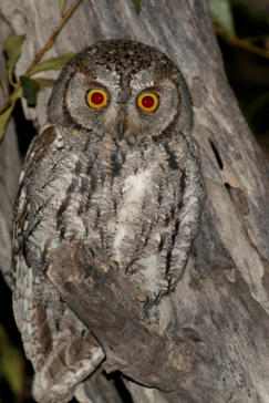 Machaba Botswana Okavango Delta Gomoti Plains Camp Owl Sightings July 2018 Machaba Botswana Okavango Delta Gomoti Plains Camp Owl Sightings July 2018