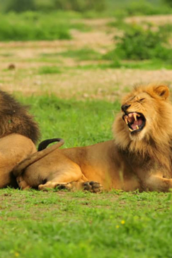 Zimbabwe Hwange National Park Deteema Springs Camp Wildlife Sightings December 2020 Lion Male Two Roar Zimbabwe Hwange National Park Deteema Springs Camp Wildlife Sightings December 2020 Lion Male Two Roar