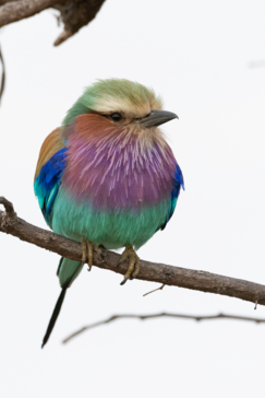 Botswana Okavango Delta Kiri Camp Wildlife Sightings February 2023   Lilac Breasted Roller