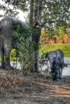 Zimbabwe Mana Pools Ingwe Pan Elephant Campsite