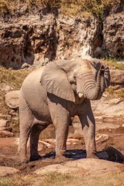 Machaba Deteema Elephant