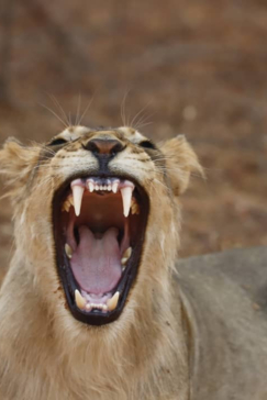Willdife Sightings Mana River Camp Zimbabwe September 2024 Lioness Yawns