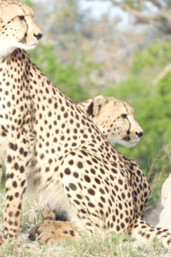 Machaba Kiri Camp Wildlife Sightings June 2026 Cheetah Termite Mound