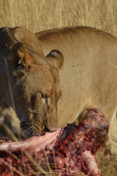 Machaba Camp   Botswana   Kiri Camp   Wildlife Stories   July 2022   Gallery   Lion 8