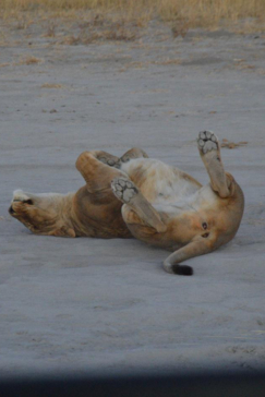 Machaba Safaris Kiri Camp Lion Game Drive Machaba Safaris Kiri Camp Lion Game Drive