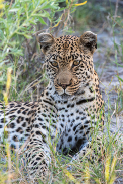 Machaba Blog Mike Myers Leopard