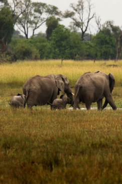 A herd of elephants moves rhrough a marshlands in the Okavango Delta