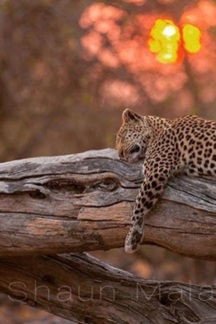 Machaba Camp Botswana Okavango Delta Little Machaba Camp Leopard 2 Sightings October 2017  5 Machaba Camp Botswana Okavango Delta Little Machaba Camp Leopard 2 Sightings October 2017  5