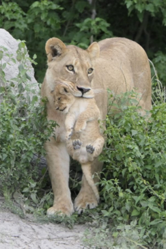 Gomoti Plains Botswana Wildlife Sighting March Gallery 2 Gomoti Plains Botswana Wildlife Sighting March Gallery 2