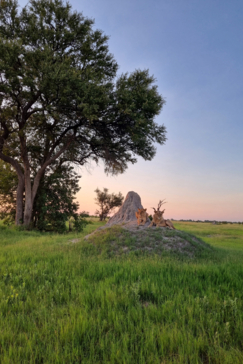 Botswana Kiri Camp Lions On Termite Mount Botswana Kiri Camp Lions On Termite Mount