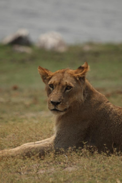 Machaba Botswana Chobe Ngoma Safari Lodge Lion Sightings September 2019