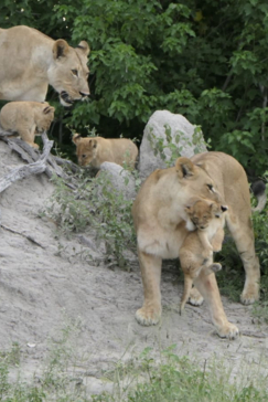 Gomoti Plains Botswana Wildlife Sighting March Gallery 1 Gomoti Plains Botswana Wildlife Sighting March Gallery 1