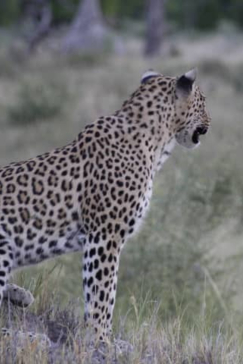 Machaba Safaris Kiri Camp Wildlife Sightings Dec 2024 Leopard Machaba Safaris Kiri Camp Wildlife Sightings Dec 2024 Leopard