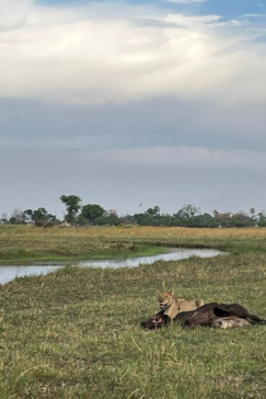 Botswana Kiri Camp Lion Buffalo Kill