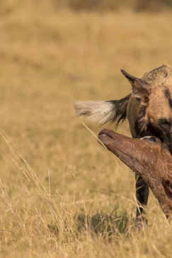 Machaba Camp Botswana Okavango Delta Little Machaba Camp Wild Dog Sightings June 2018 Machaba Camp Botswana Okavango Delta Little Machaba Camp Wild Dog Sightings June 2018