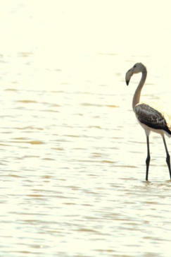 Machaba Zimbabwe Hwange Deteema August Sightings 2020 Bird Machaba Zimbabwe Hwange Deteema August Sightings 2020 Bird