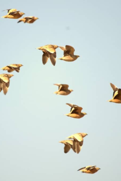 Machaba Zimbabwe Hwange Deteema August Sightings 2020 Birds Flying Machaba Zimbabwe Hwange Deteema August Sightings 2020 Birds Flying