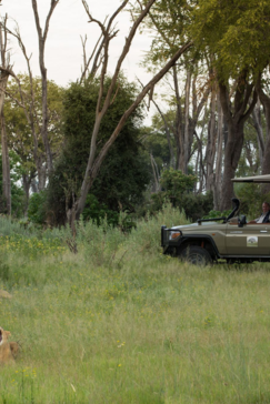 Botswana Gomoti Camp Game Drive Lion
