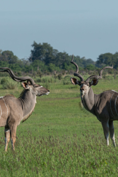 Machaba Safaris A Kiri Story Mike Myers Kudu Bulls