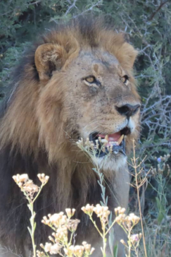 Willdife Sightings Gomoti Plains Botswana August 2024 Lion