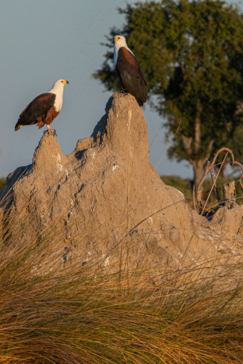 Mike Myers Monachira  June 2024 15