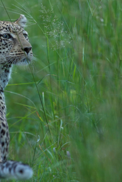 Machaba Botswana Okavango Delta Camp Leopard Sightings January 2017
