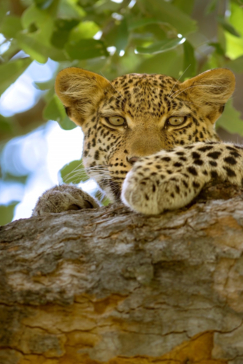 Machaba Botswana Okavango Delta Machaba Camp Leopard June Sightings 2020 Machaba Botswana Okavango Delta Machaba Camp Leopard June Sightings 2020