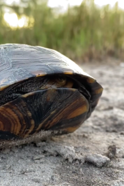 On Safari Nala Episode 10 Hinge Terrapin Gallery Shell