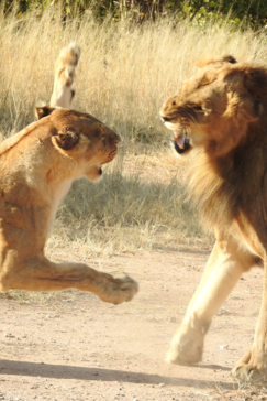 Machaba Safaris   Zimbabwe   Hwange National Park   Deteema Springs   Wildlife Sightings   June 2022   Irritable Lioness After Mating Machaba Safaris   Zimbabwe   Hwange National Park   Deteema Springs   Wildlife Sightings   June 2022   Irritable Lioness After Mating