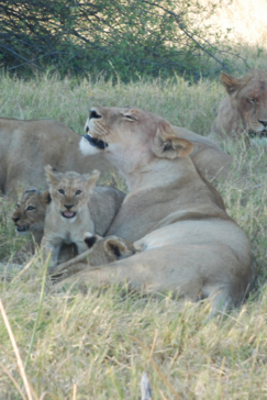 Machaba Botswana Okavango Delta Machaba Camp Group Lions Lying