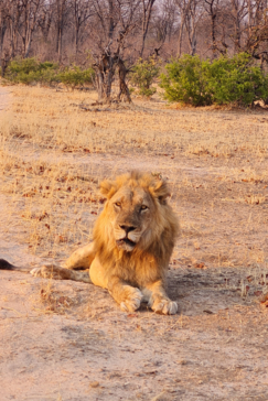 An incredible sighting of a male lion at Ingwe Pan Camp.