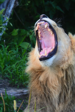 Machaba Gomoti Wildlife Sightings January 2025 Lion Roar Machaba Gomoti Wildlife Sightings January 2025 Lion Roar