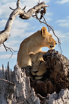 Machaba Verneys Camp Wildlife Sightings June 2026 Lionesses In The Okavango