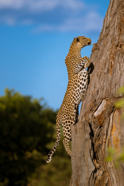Machaba Botswana Okavango Delta Little Machaba Camp Leopard Sightings April 2019 Machaba Botswana Okavango Delta Little Machaba Camp Leopard Sightings April 2019