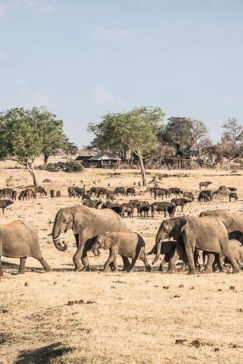 Machaba Safaris Zimbabwe Hwange Deteema Springs Elephants Machaba Safaris Zimbabwe Hwange Deteema Springs Elephants