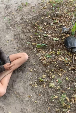 On Safari Nala Episode 10 Hinge Terrapin Gallery Nala