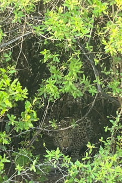 Botswana Kiri Camp Leopard