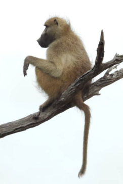 Machaba Kiri Camp Wildlife Sightings May 2026 Baboon On A Branch