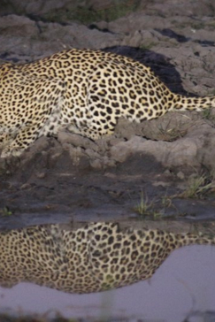 Machaba Botswana Okavango Delta Gomoti Plains Camp Leopard Sightings October 2017
