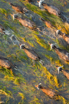 Machaba Web Blog Helicopter Experience Buffalo Above 08