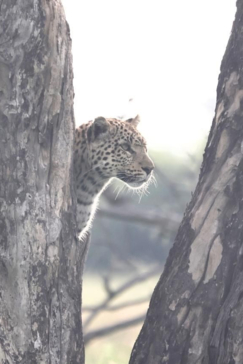 Machaba Gomoti Wildlife Sightings January 2025 Leopard In Tree Machaba Gomoti Wildlife Sightings January 2025 Leopard In Tree