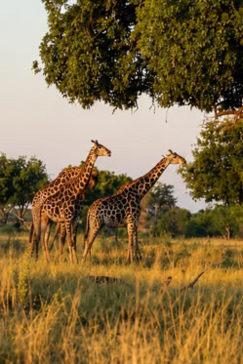Machaba Verneys Camp Wildlife Sightings June 2026 Banner Giraffe Pair