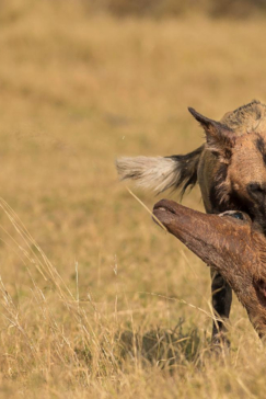 Botswana Okavango Delta Machaba Camp Sightings Hyena August 2017 Botswana Okavango Delta Machaba Camp Sightings Hyena August 2017